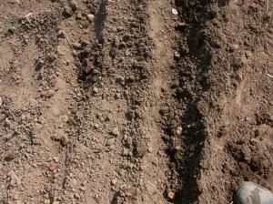 Place the fava beans into the furrows at a 6 inch spacing
