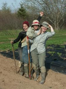 Celebrate having planted exactly 1234 row foot of fava beans!