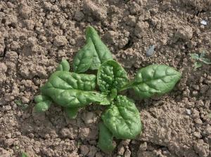 Carolyn's Spinach in the crab meal bed looks happy and healthy